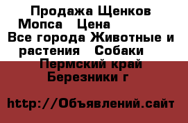 Продажа Щенков Мопса › Цена ­ 18 000 - Все города Животные и растения » Собаки   . Пермский край,Березники г.